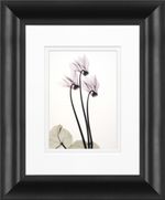 products/8952925/8952925_o01_timeless_frames