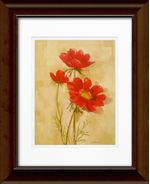products/7699046/7699046_o01_timeless_frames_spicy_red_cosmos