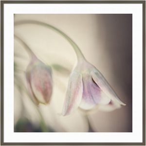 Amanti Art Soft Shades Of Pink Petals by Carla Vermeend Wood Framed Wall Art Print