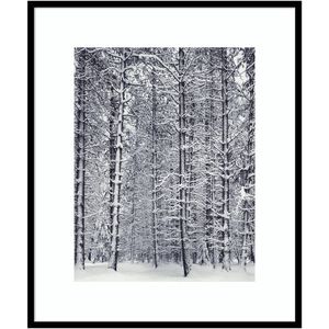 Amanti Art Pine Forest In The Snow Yosemite National Park by Ansel Adams Wood Framed Wall Art Print
