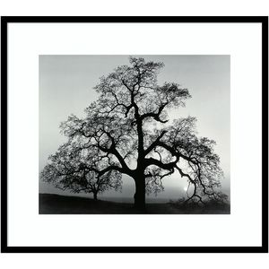 Amanti Art Oak Tree Sunset City California 1962 by Ansel Adams Wood Framed Wall Art Print