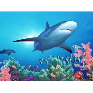 Biggies Landscape/Seascape Mural