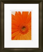 products/8190313/8190313_o01_timeless_frames_daisy